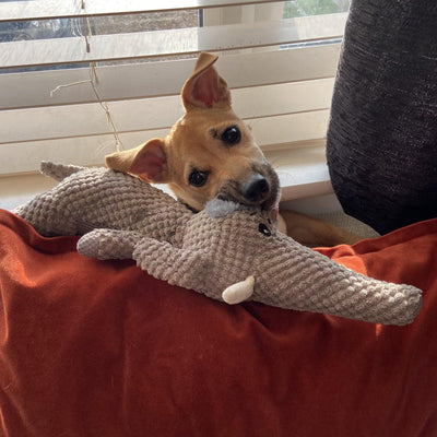 Durable Plush Dog's Toy